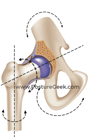 Pelvis - POSTURE GEEK