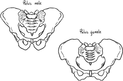 Male and Female Pelvis outline