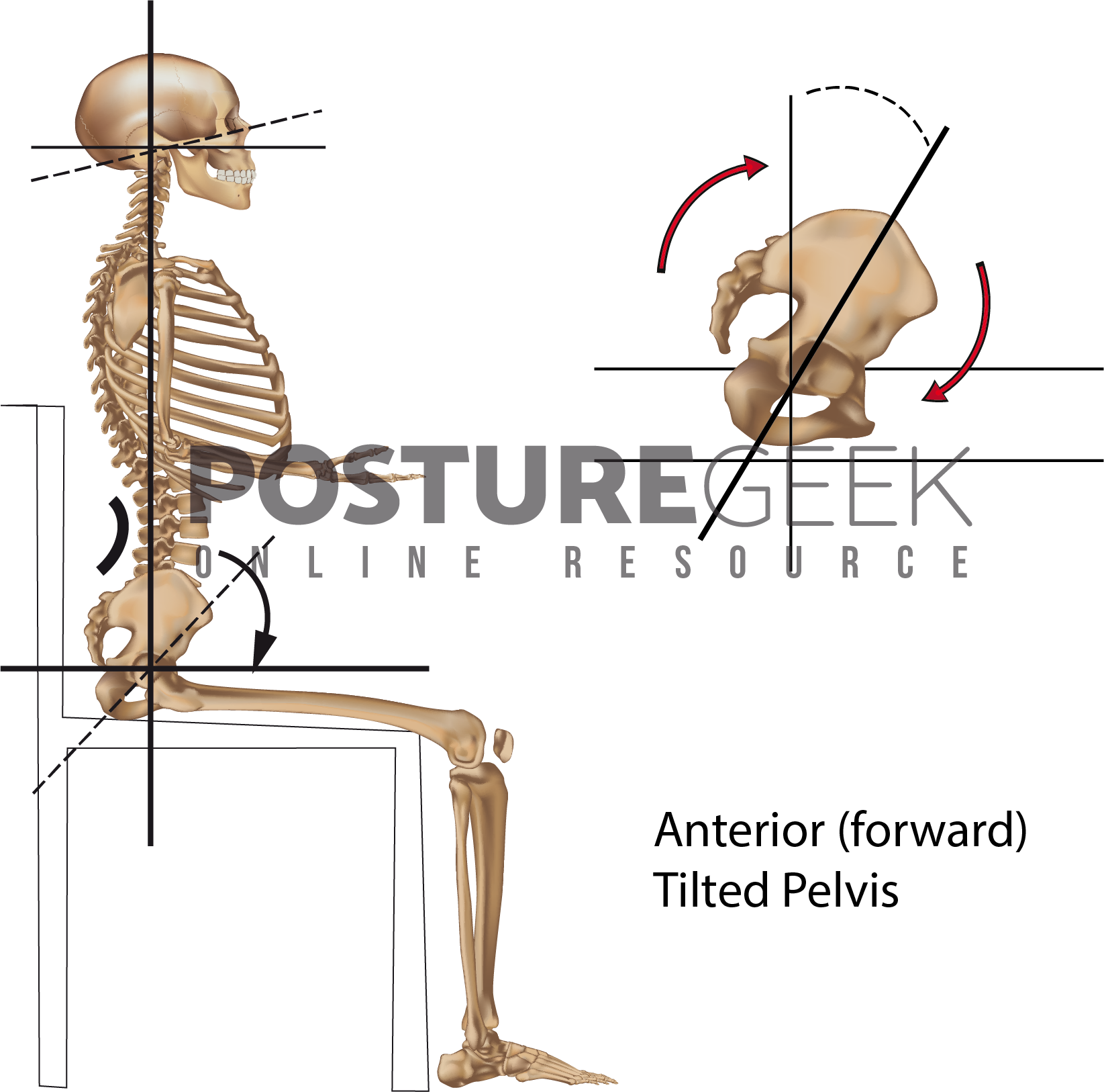 Sitting Posture Considerations - What About My Pelvis - POSTURE GEEK