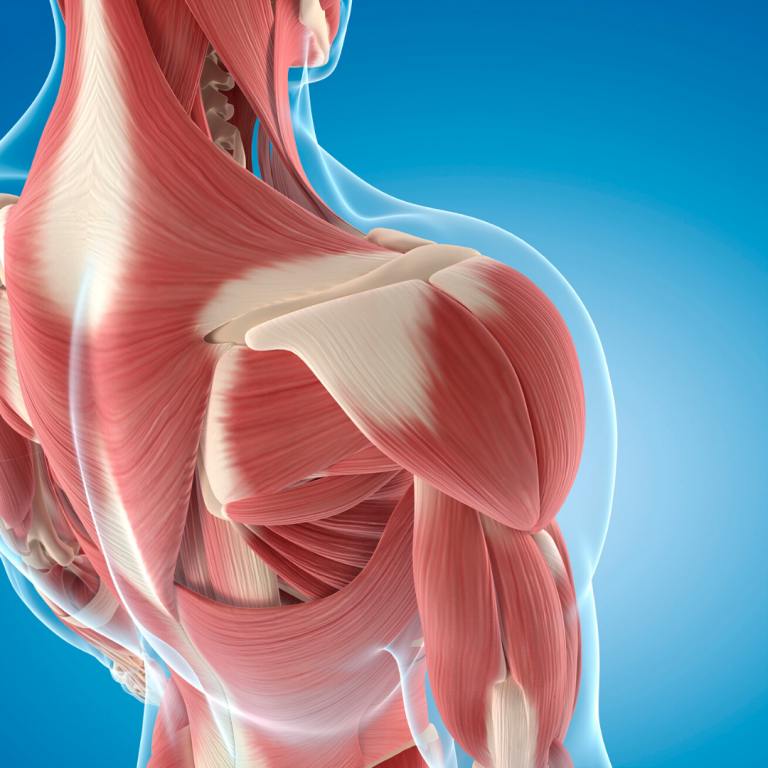 SHOULDER GIRDLE and UPPER EXTREMITY - POSTURE GEEK