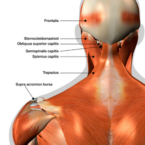 Muscles of the back of the neck