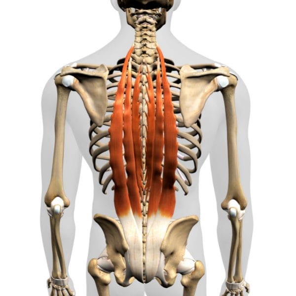 Iliocostalis strengthening online exercises