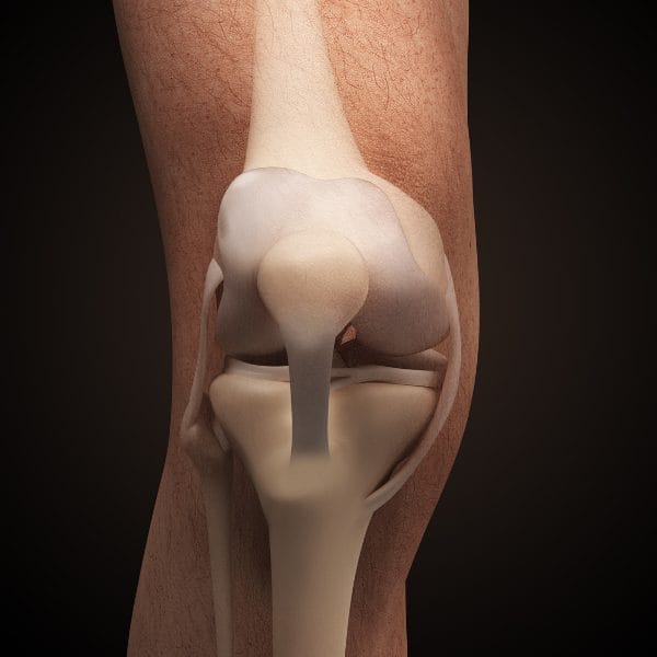 Ligaments of the knee