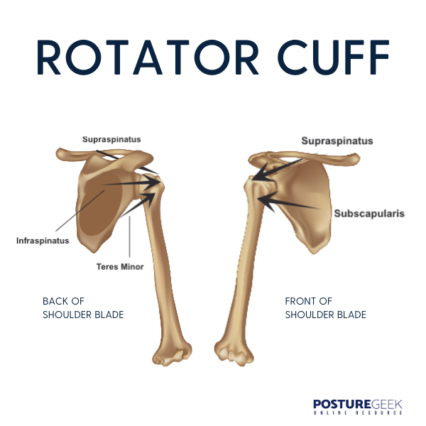 Rotator cuff muscles