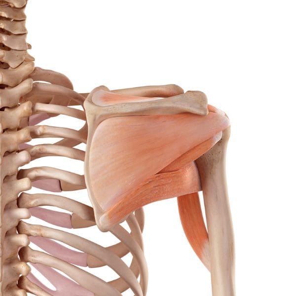 Rotator cuff