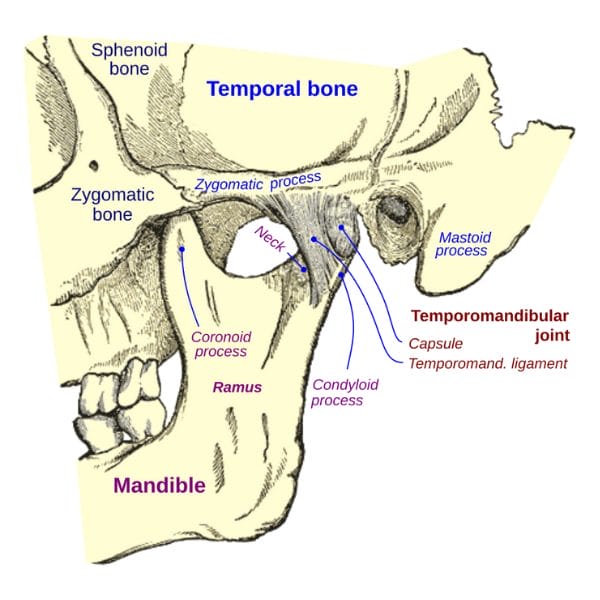 Temporomandibular Joint