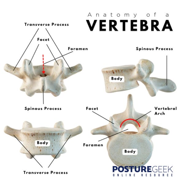 The Importance Of The Vertebrae Shape