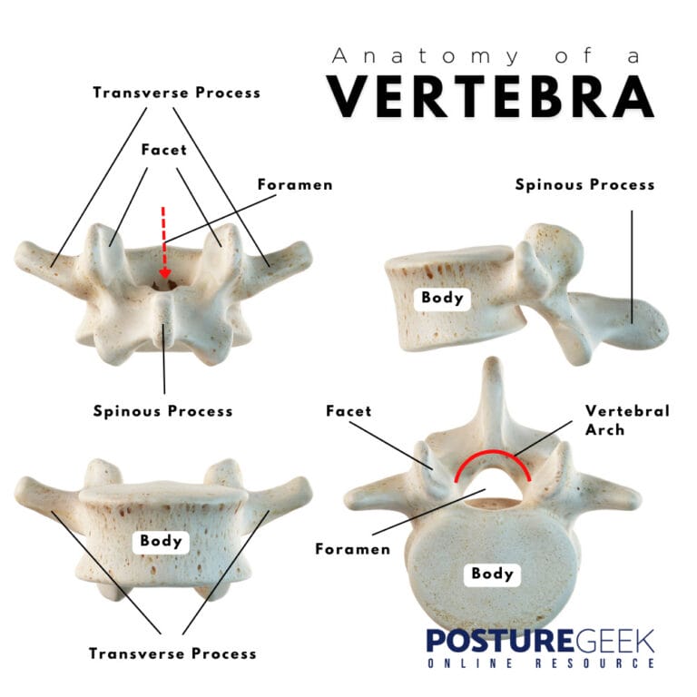 The Importance Of The Vertebrae Shape
