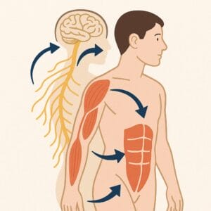 Illustration of the human neuromuscular system showing a side-profile of a person with highlighted muscles and arrows connecting the brain, spinal cord, and key muscle groups, representing how the nervous system coordinates movement across the body.